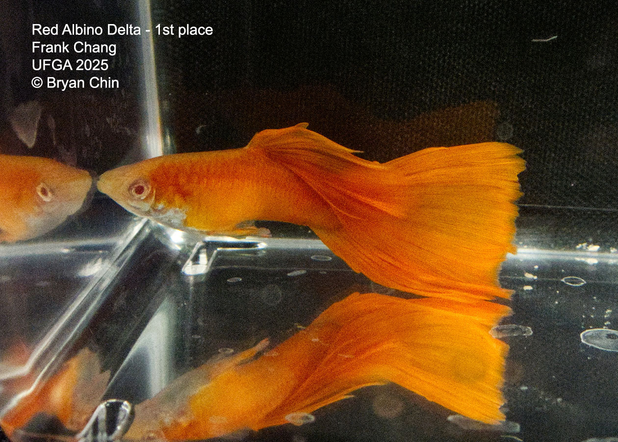 Guppy Red Albino